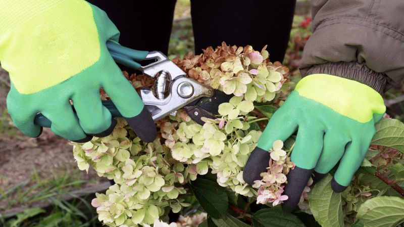 Hydrangea Removal