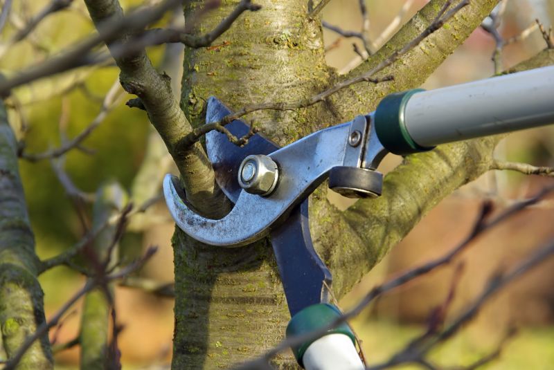Landscape Pruning Service