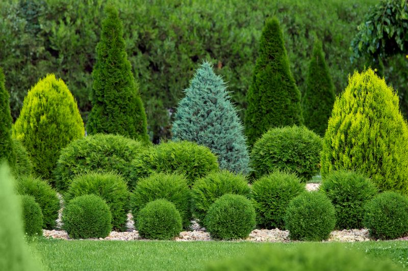 Recently Trimmed Evergreen Shrubs