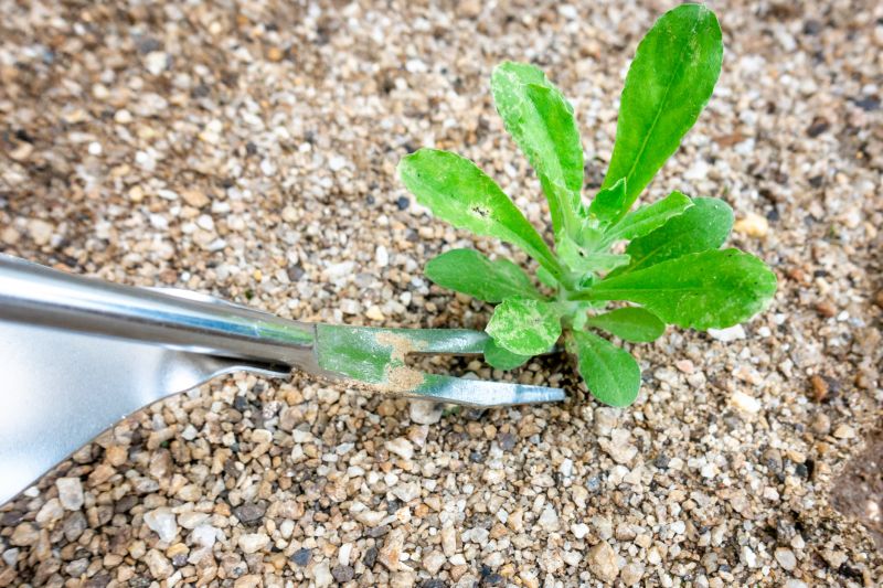 Weigela Removal Service