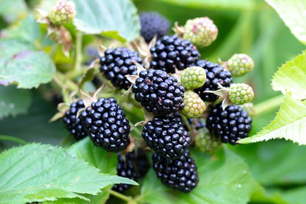 Blackberry Bush Removal in Bremerton
