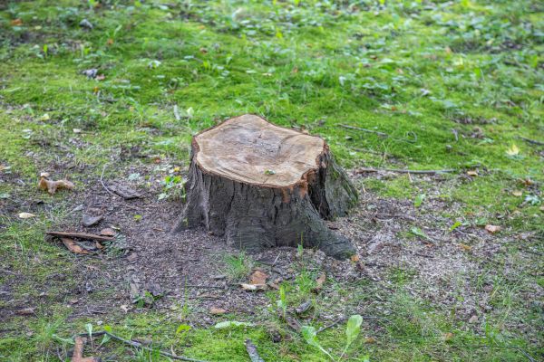 Bush Stump Removal in Bremerton