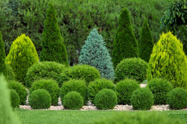 Cost of Bush Trimming Service in Bremerton