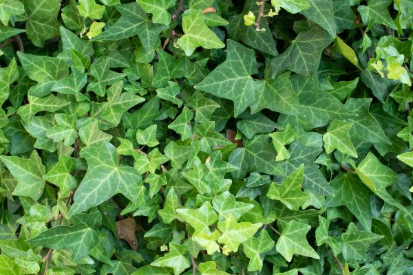 Cost of English Ivy Removal in Bremerton