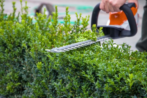 Hedge Pruning in Bremerton