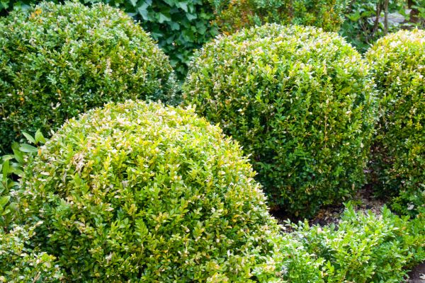 Cost of Landscape Trimming Service in Bremerton