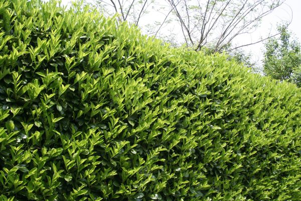 Cost of Laurel Removal in Bremerton