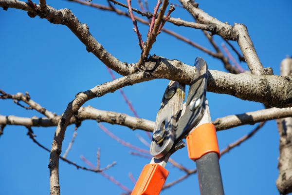 Cost of Pruning Service in Bremerton