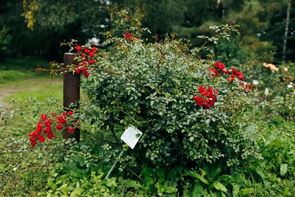 Cost of Rose Bush Removal in Bremerton