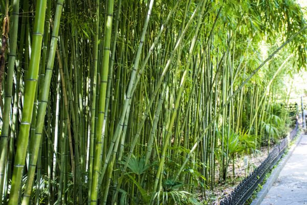 Cost of Bamboo Root Removal in Bremerton