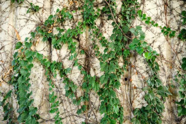 Cost of Vine Removal Service in Bremerton