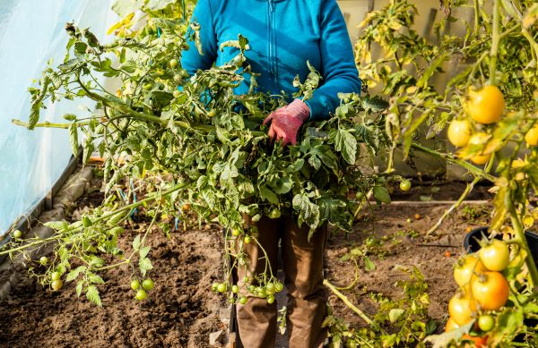 Cost of Garden Plant Removal in Bremerton