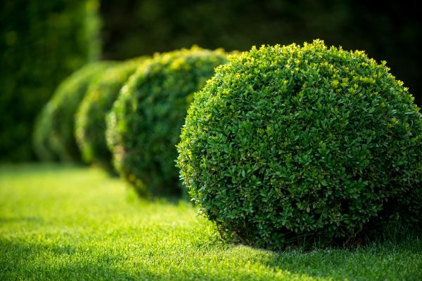 Cost of Bush Pruning in Bremerton