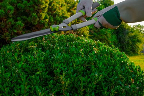 Cost of Topiary Shearing in Bremerton