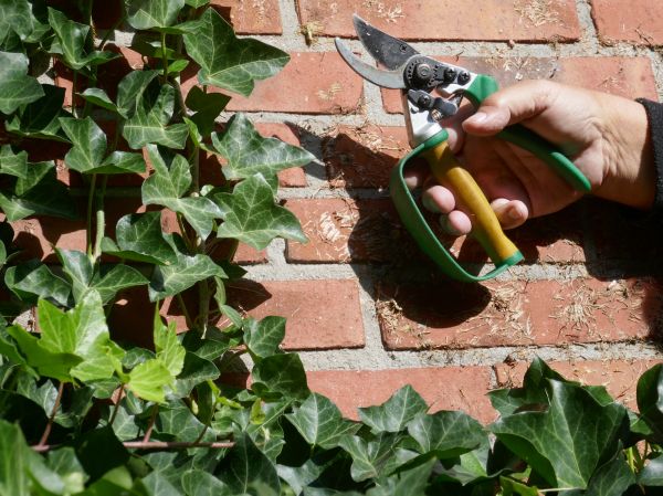 Cost of Ivy Removal Service in Bremerton