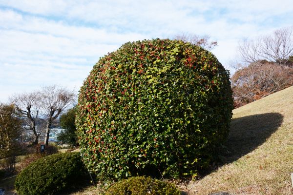 Cost of Holly Trimming in Bremerton