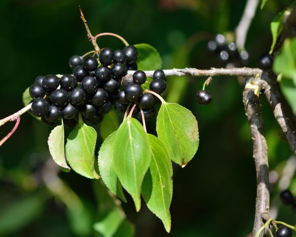 Cost of Buckthorn Removal in Bremerton
