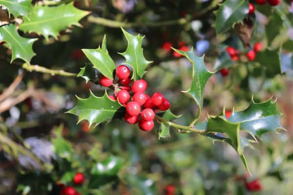 Cost of Holly Tree Trimming in Bremerton