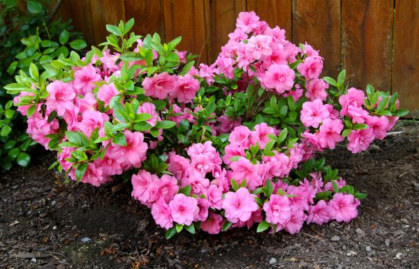 Cost of Azaleas Removal in Bremerton