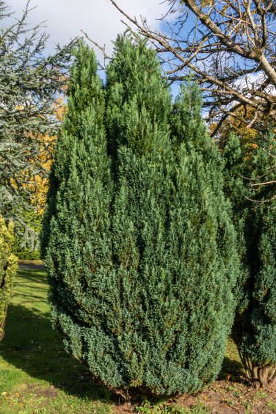 Cost of Juniper Trimming in Bremerton