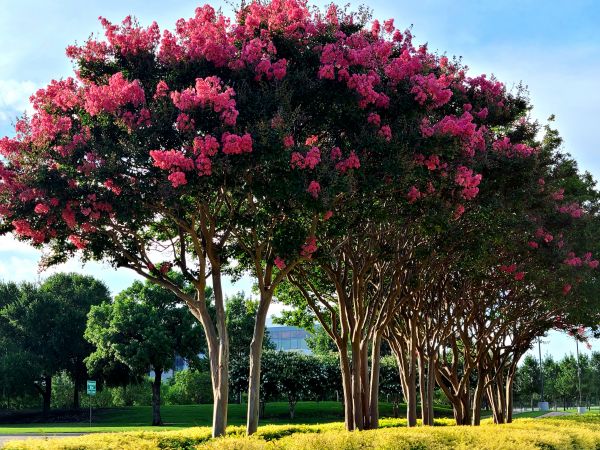 Cost of Crepe Myrtle Pruning in Bremerton