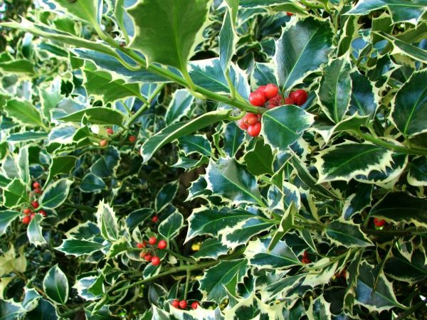 Cost of Holly Bushes Trimming in Bremerton