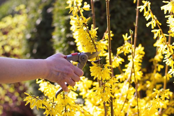 Forsythia Pruning in Bremerton