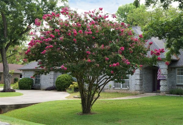 Crepe Myrtle Trimming in Bremerton
