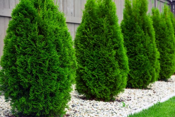 Cost of Arborvitae Removal in Bremerton