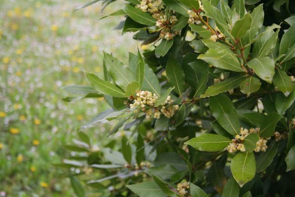 Cost of Laurel Trimming in Bremerton