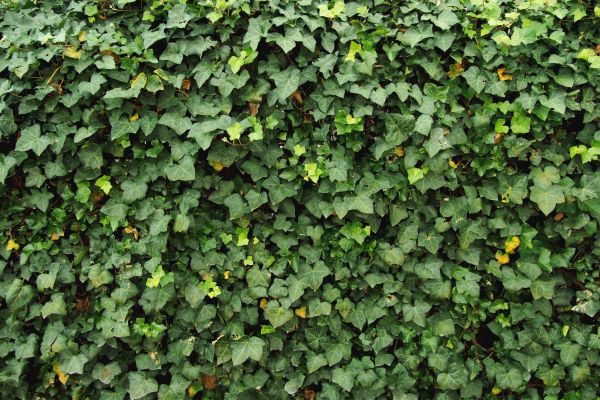 Cost of Ivy Pruning service in Bremerton
