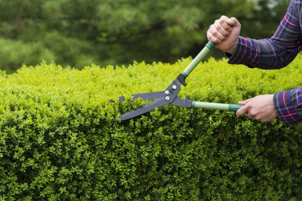 Cost of Evergreen Shrub Pruning in Bremerton