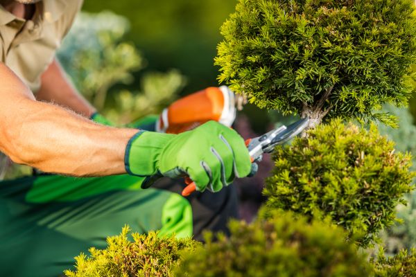 Cost of Landscape Pruning Service in Bremerton