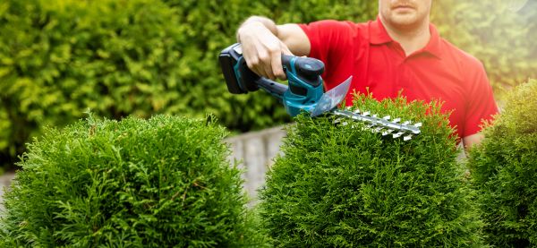 Cost of Hedge Shaping Service in Bremerton
