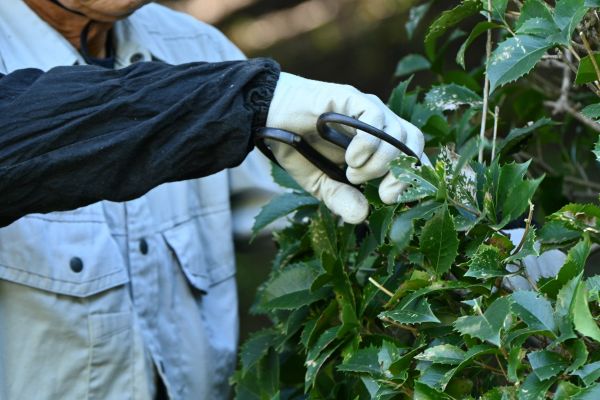 Holly Pruning in Bremerton