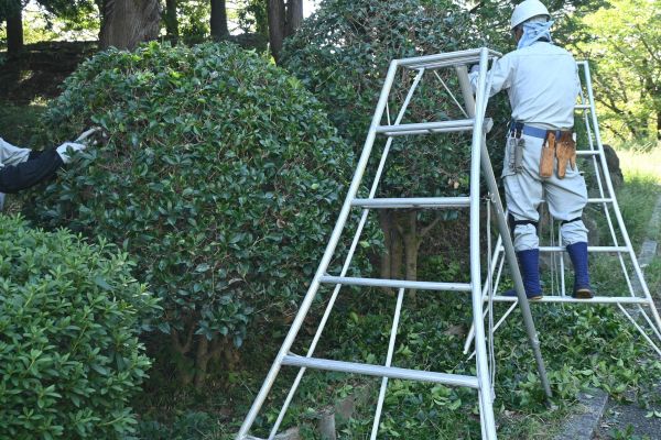 Cost of Holly Shaping in Bremerton