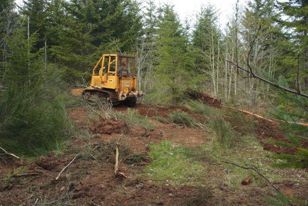 Cost of Shrubbery Clearing in Bremerton