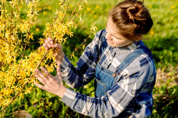 Cost of Forsythia Trimming in Bremerton