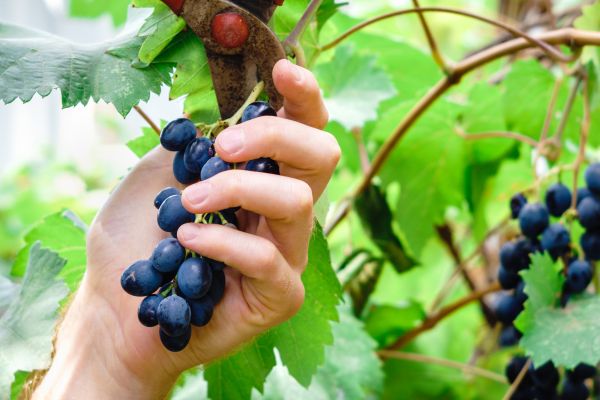 Cost of Vineyard Pruning in Bremerton