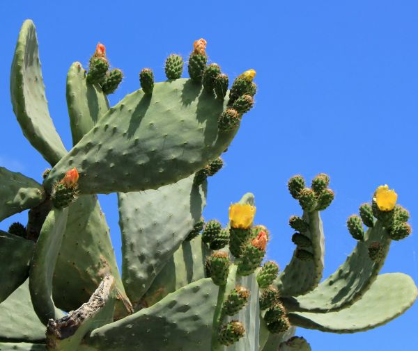 Cost of Cactus Removal in Bremerton