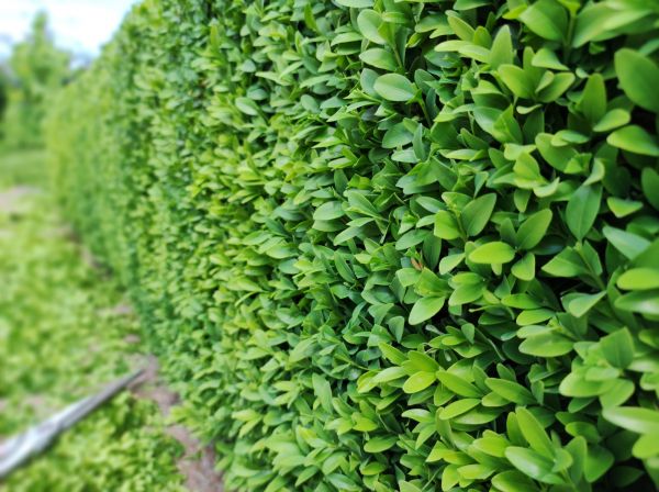 Cost of Boxwood Pruning in Bremerton