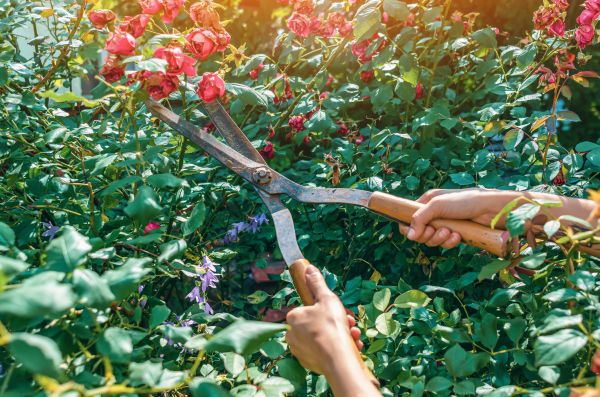 Knockout Roses Pruning in Bremerton