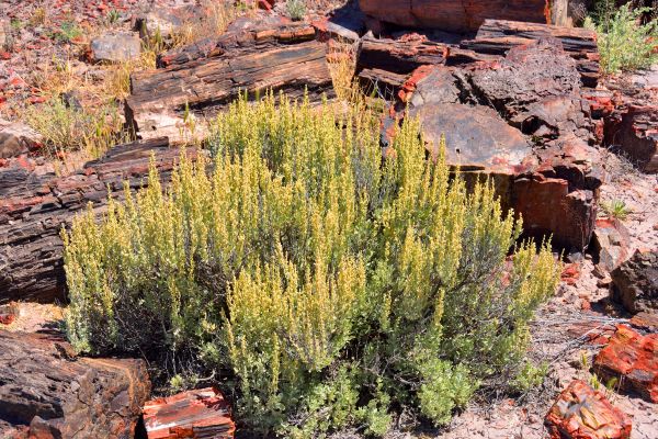 Cost of Sagebrush Removal in Bremerton