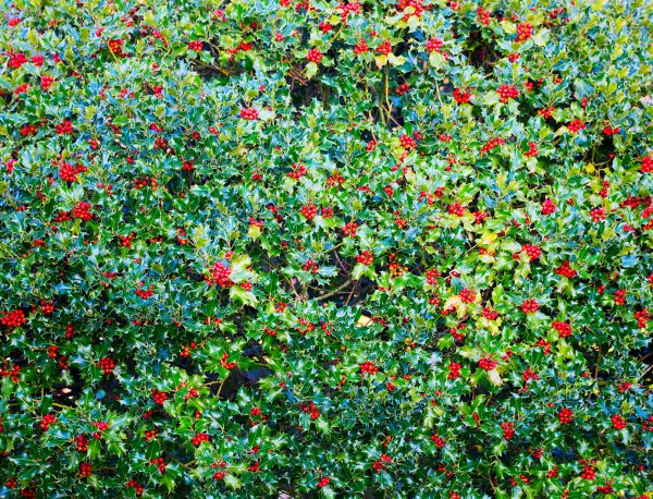 Cost of Holly Bush Removal in Bremerton