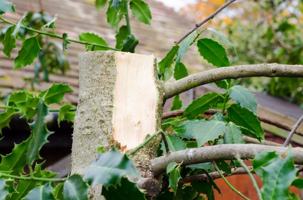 Cost of Holly Tree Removal in Bremerton