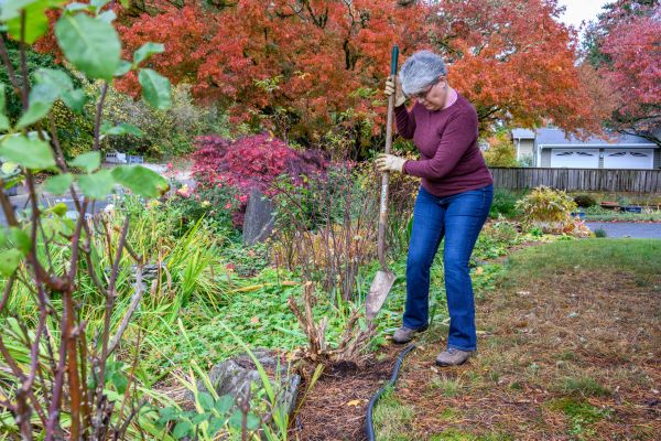 Cost of Dead Bush Removal in Bremerton