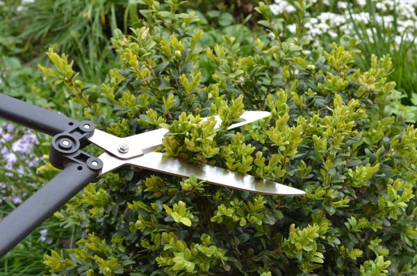 Cost of Boxwood Trimming in Bremerton