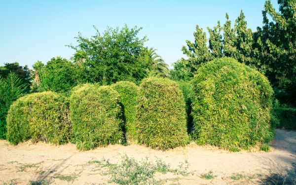 Cost of Bamboo Hedge Removal in Bremerton