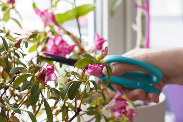 Azalea Pruning in Bremerton