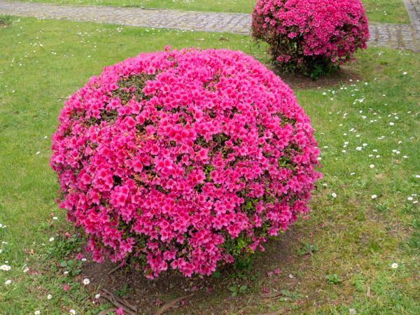 Cost of Rhododendron Pruning in Bremerton